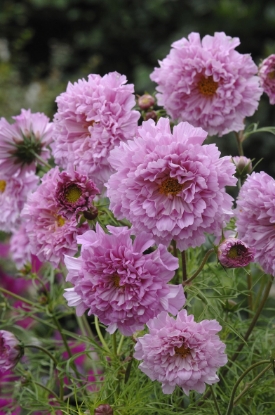 Picture of Cosmos - Double Click Rose Bon Bon